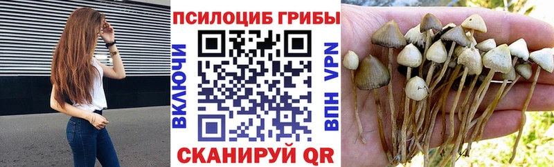 Псилоцибиновые грибы Psilocybe  Протвино 